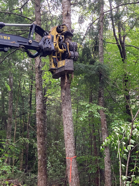 Scopan harvest hightopping a tree.