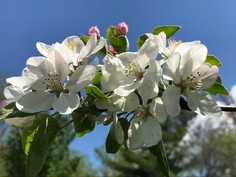 Apple blossoms.