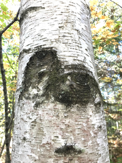 Birch tree showing close-up of white bark and "eyes" - where branches have naturally fallen off.