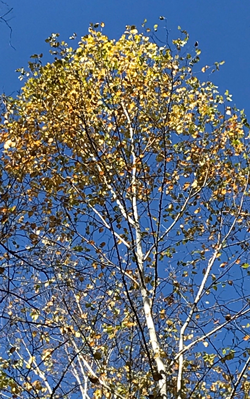 Birch tree shot of crown of golden and bronze leaves against a blue sky.