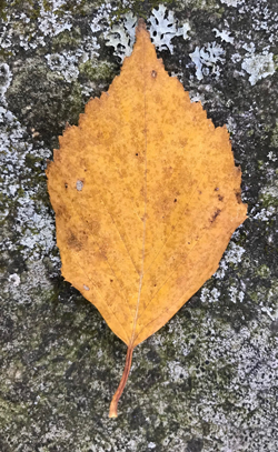 Birch leaf in autumn gold against rock with lichens and mosses.