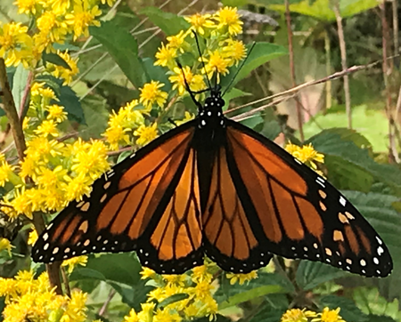 Monarch butterfly on a goldenrod plant and getting nectar from a flower.