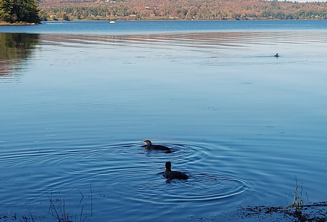 Three loons released at Grants Cove in Fort Point State Park after being rehabilitated by Avian Haven.