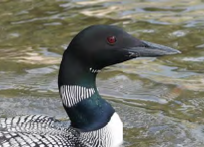 Adult Common Loon photo courtesy of Avian Haven.