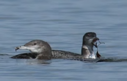 Two juvenile Common Loons. Photo courtesy of Avian Haven.