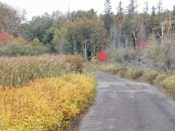 Four Season Adventure Trail near wetland and woods showing autumn colors of golds and red.