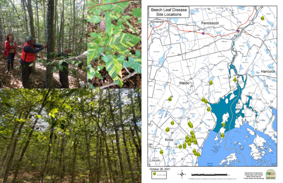 Images of Staff evaluating beech trees for BLD; beech leaves with symptoms, and a map of the BLD distribution in Maine.
