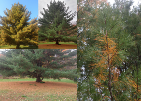 Image: eastern white pines before, during and after needle drop; fallen needles on forest floor
