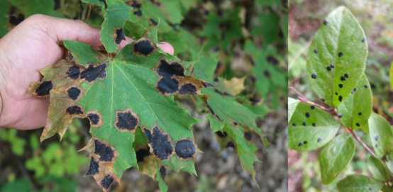Images: maple leaves showing symptoms of tar spot; blueberry leaves showing symptoms of tar spot.