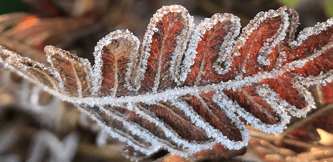 Closeup of frost on fern.