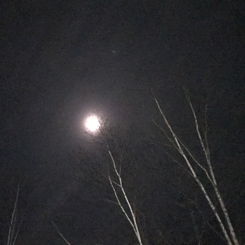 Birches glowing in moonlight.