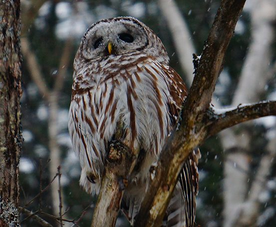 Barred Owl on branch during light snow. Photo by David Rodrigues.