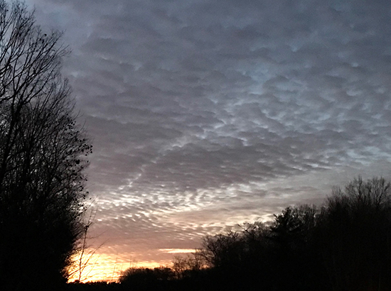 Before sunrise on December 15, 2021; trees in silhouette, and a cloud covered sky.