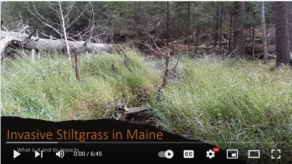 Stiltgrass video