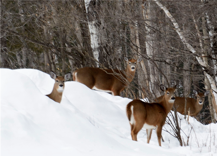 Wildlife in Winter: Survival Strategies (U.S. National Park Service)