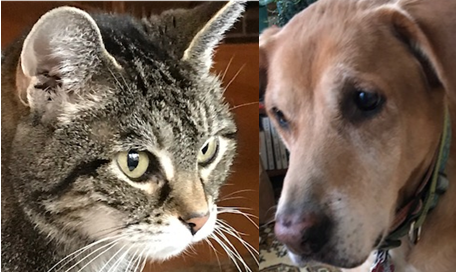 Photo of the heads of a cat and dog to show difference in noses.