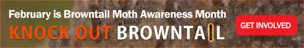 Browtail Moth Awareness Month