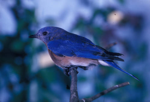 Eastern Bluebird