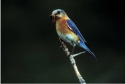Bluebird with caterpillar