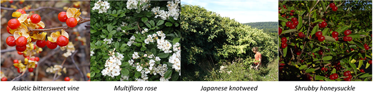 Images of Asiatic bittersweet vine, Multiflora rose, Japanese knotweed, and Shrubby honeysuckle