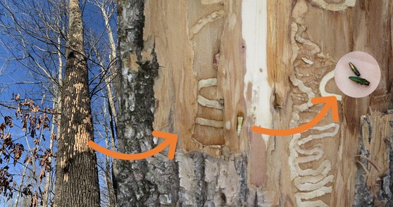 emerald ash borer caused blonding, galleries, larva and adults