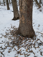 Bark "blonding" on Ash trees can be a sign of Emerald Ash Borer infestation. 