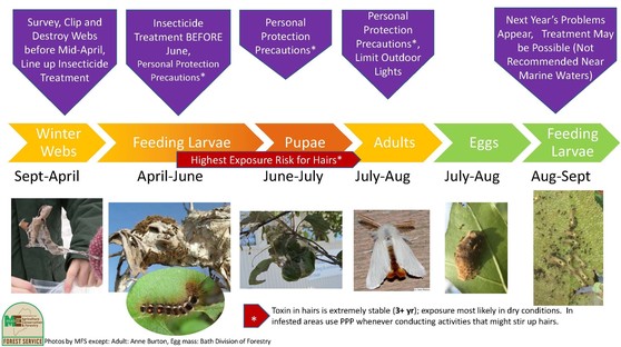 browntail moth life cycle