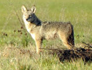 Coyote. US Fish and Wildlife photo.