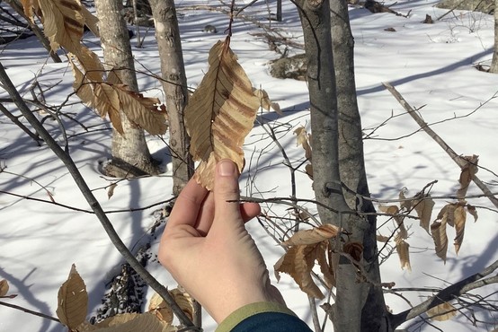 Beech leaf in winter showing banding