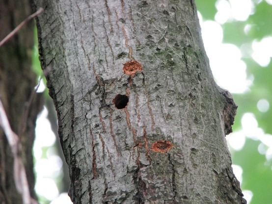 Round exit hole in bark of maple tree