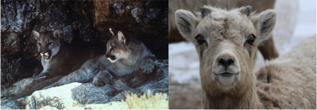 Two photos: a pair of Mt. Lions and a Big Horn Sheep lamb.