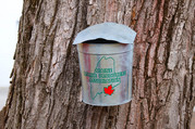 Maine Maple Producers Association aluminum sap bucket on the Blaine House Maple 