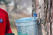 MMPA President Scott Dunn and the Blaine House Maple Tree Tapping