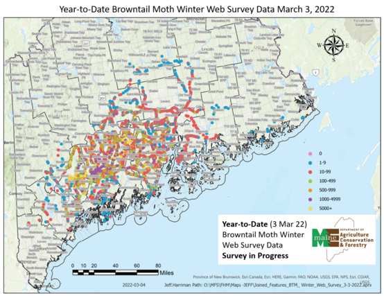 Year-to-date browntail moth winter web survey data March 3, 2022
