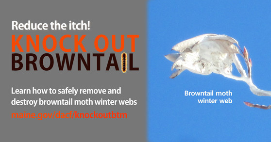 Remove browntail moth webs now. Learn more at www.maine.gov/dacf/knockoutbtm 