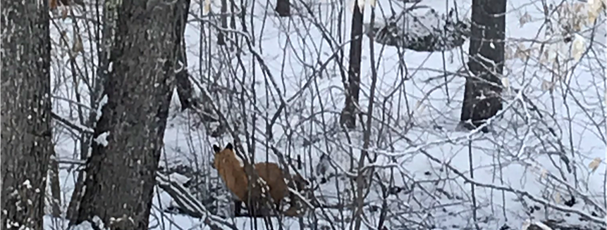 Red fox in a snowy Maine woodland.