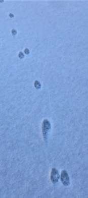 Red Fox tracks in a straight line though snow.