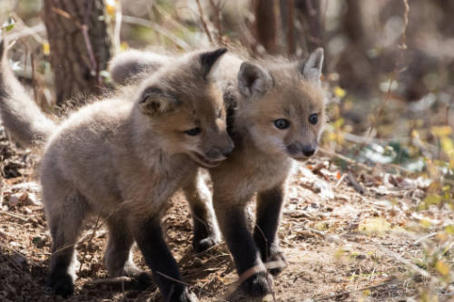 Two red fox kits walking side by side. Photo courtesy of USFWS.