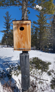 Wood Duck nesting box, and predator guard below, on a small tree. In winter during nest box cleaning season.