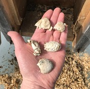 Membranes of successfully hatched Hooded Merganser eggs found in a Wood Duck nest box.