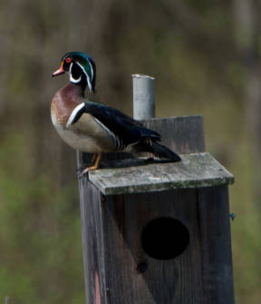 Male wood duck on nest box. Photo courtesy of U.S. Fish and Wildlife Service.