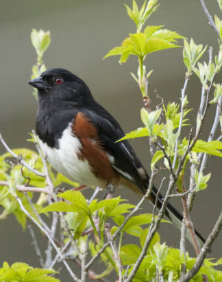 Male Eastern Towhee on a twig.