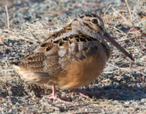 American Woodcock on a beach.