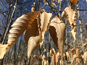 Beech leaves curled and hanging on to their twigs after the winter.