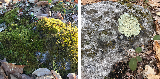 Image of two rocks in a woodland that show different levels of  coverage by moss, lichen and plants.