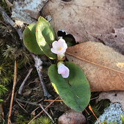 Trailing arbutus in bloom nestled in the moss growing on a rock.