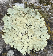 Foliose lichen on rock close-up.