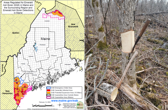 Left- Map of Maine showing locations of emerald ash borer, Right- A girdled tree.