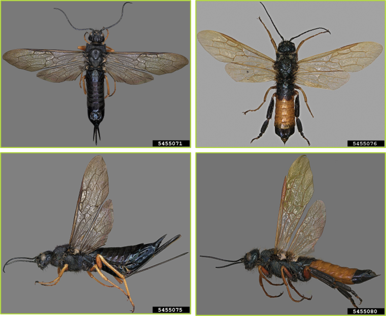 Dorsal and lateral views of adult male and female European wood wasps