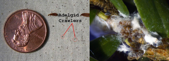 Left- crawlers next to a penny for scale; right- hemlock woolly adelgid eggs